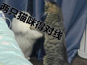 《原神养猫攻略》（探索世界，与猫咪共度美好时光）